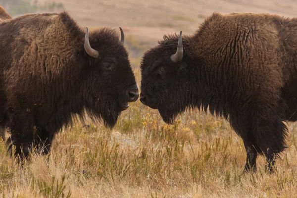 South Dakota, Custer SP Two bison face-to-face